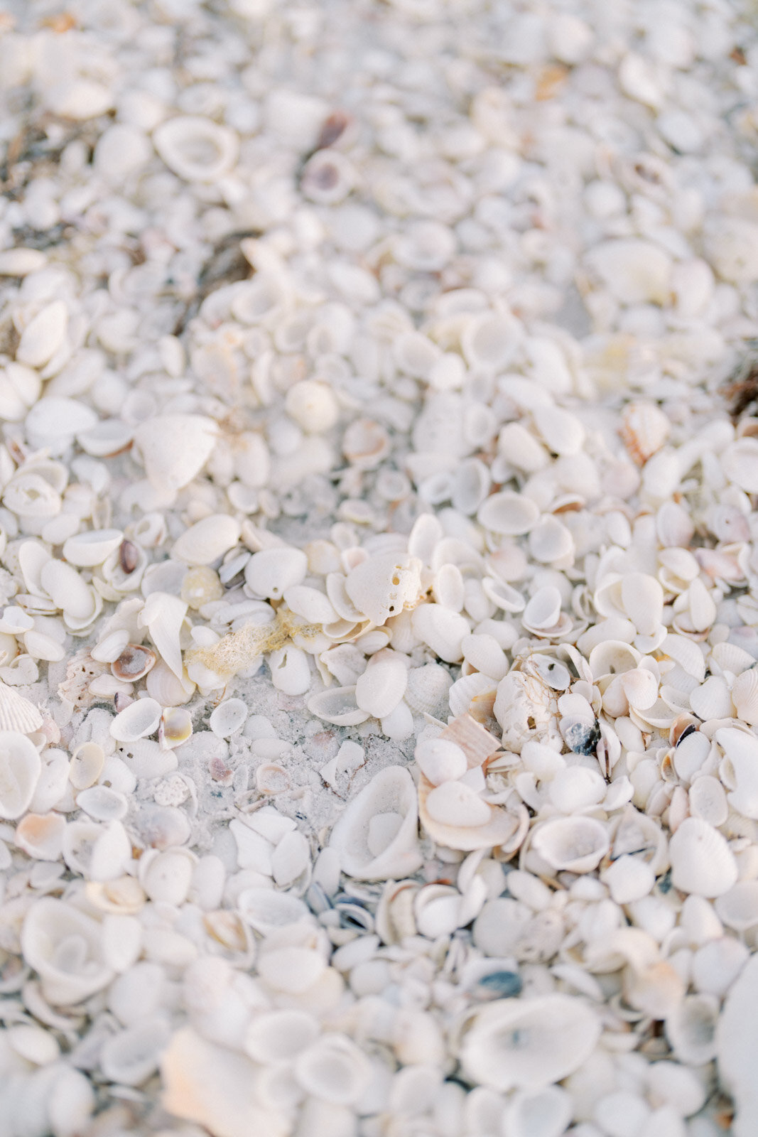 Elena and Aashish Gasparilla Inn Boca Grande Engagement Website x1600 (70 of 84)