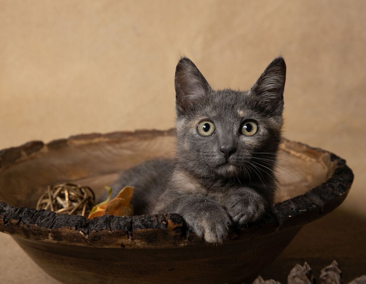 lilla-bordas-portraits-tampa-CAT-photographer1256