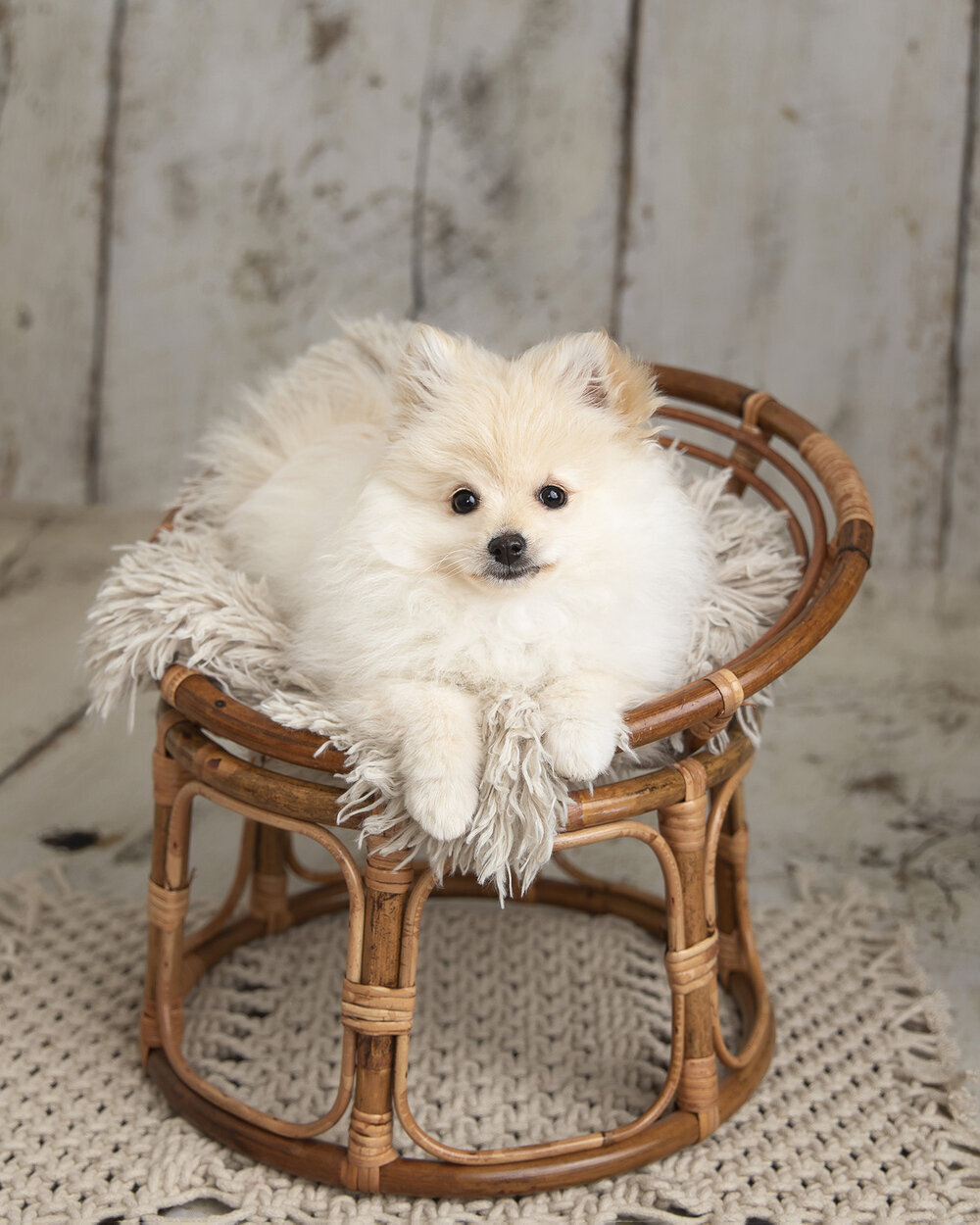 PETS_CUTEPUPPYPOMERANIANDOGINABASKETCHAIR