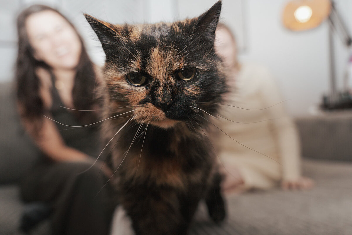 Black and tan cat sits on the sofa