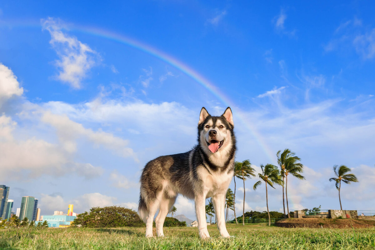 Keri-Nakahashi-Photography-Hawaii-Dog-Photographer-36