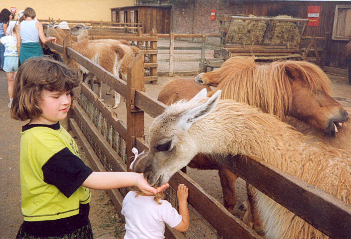 Laura feeding llamas
