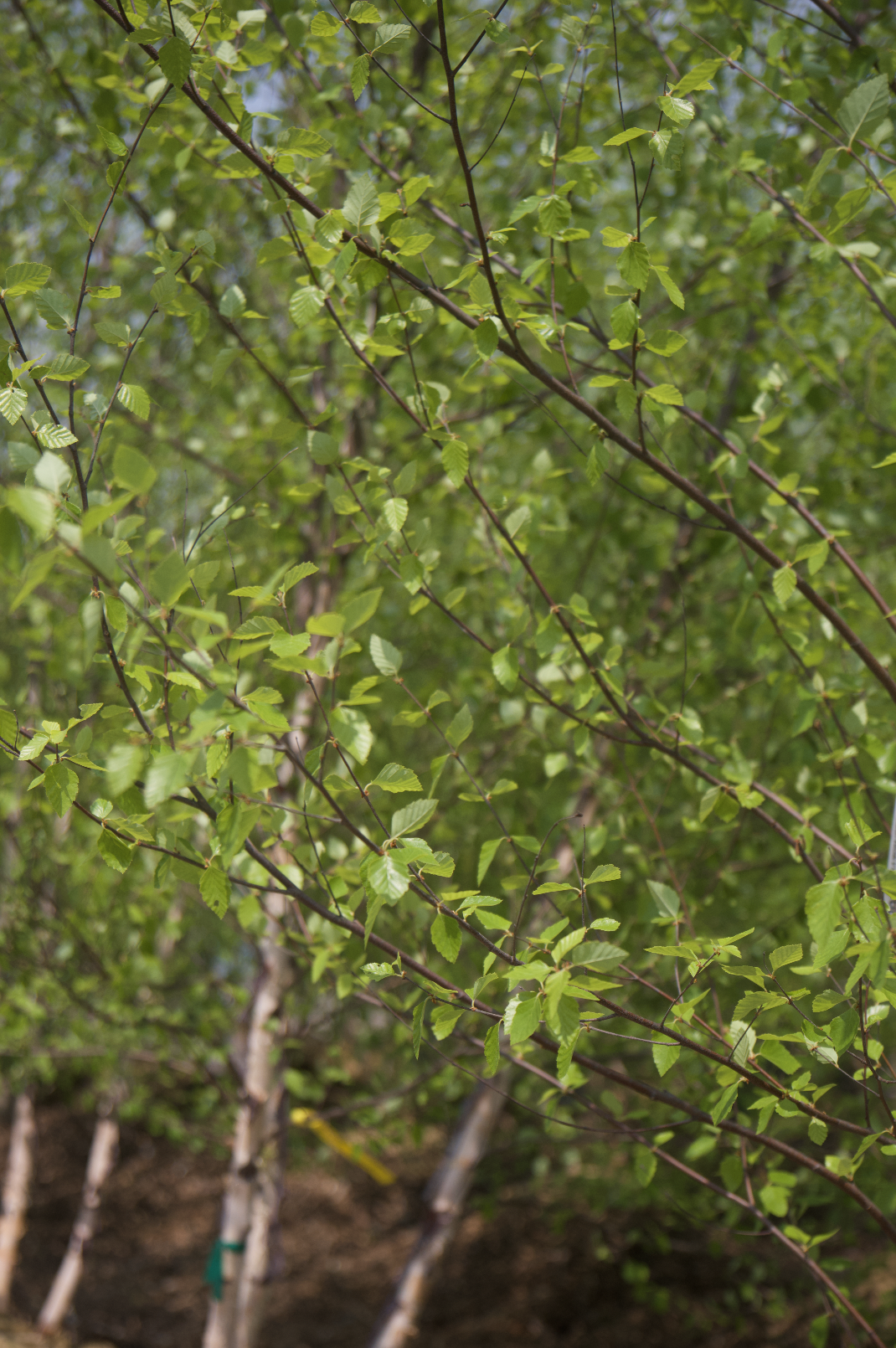 Screenshot 2025-07-21 at 10.56.04 AM