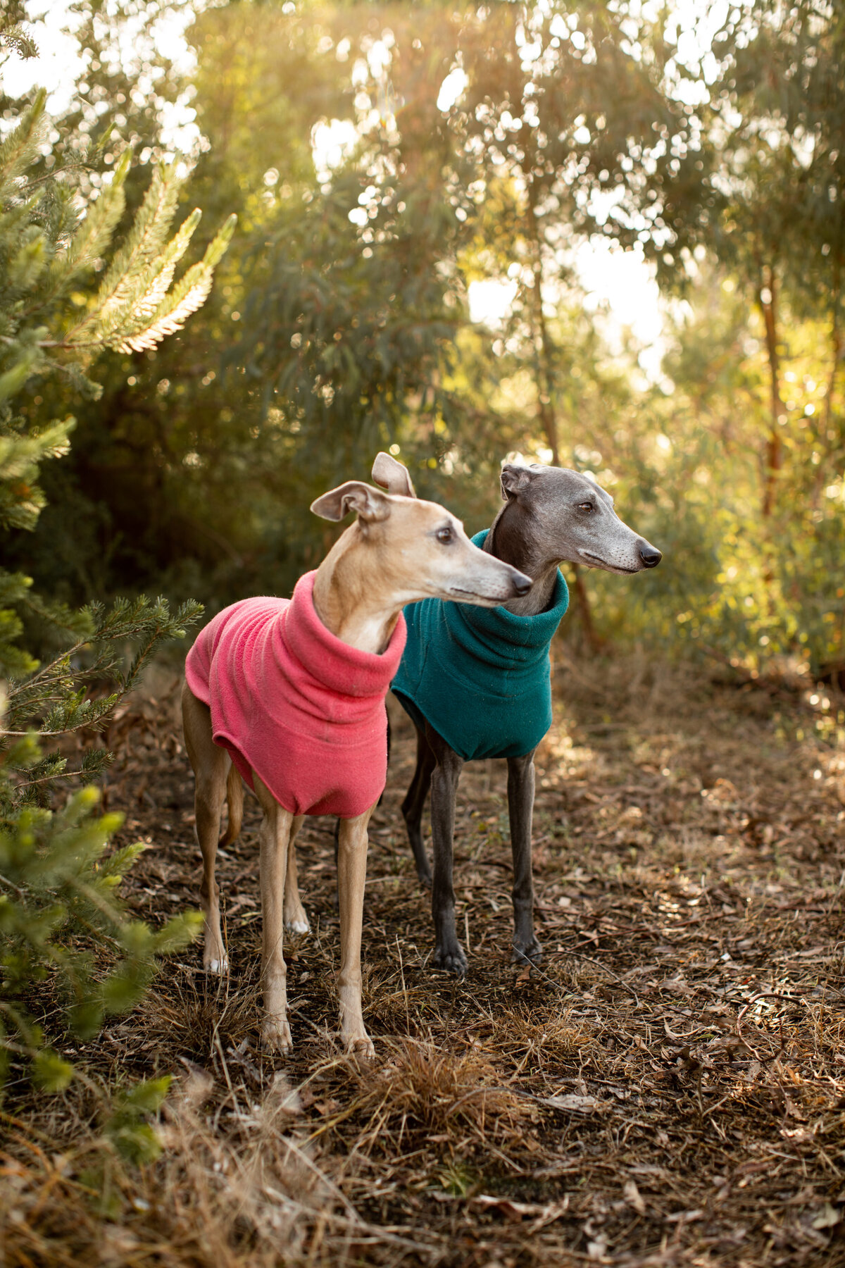 Keilor_dogwalker_2