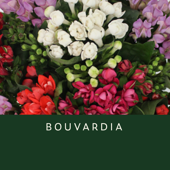 Bouvardia