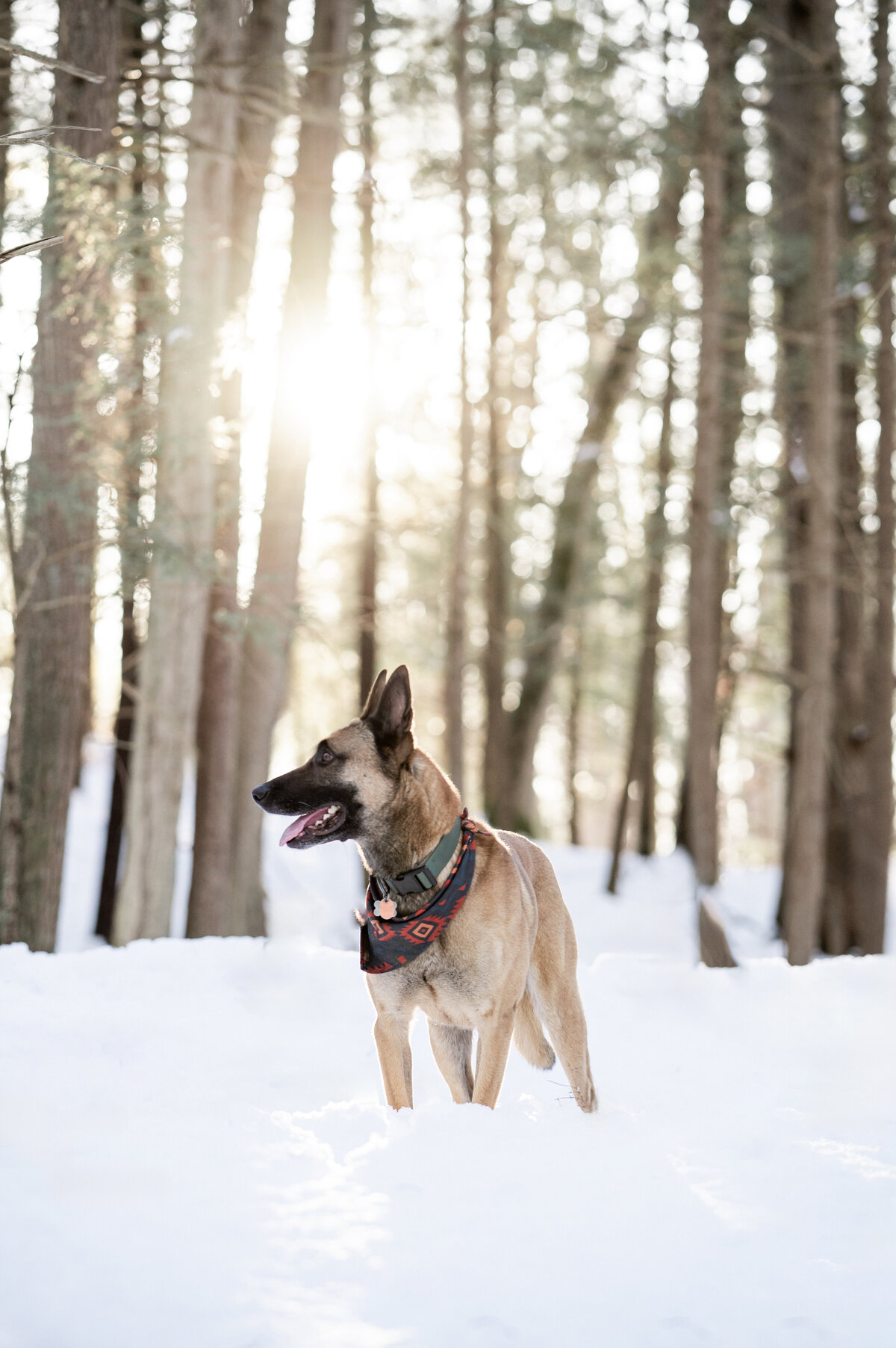 snowy-day-dog-photo-nj