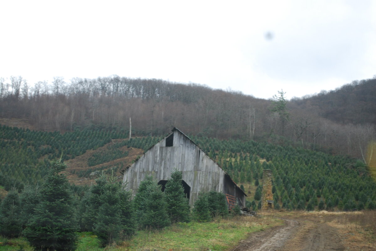 Weaver Tree Farm