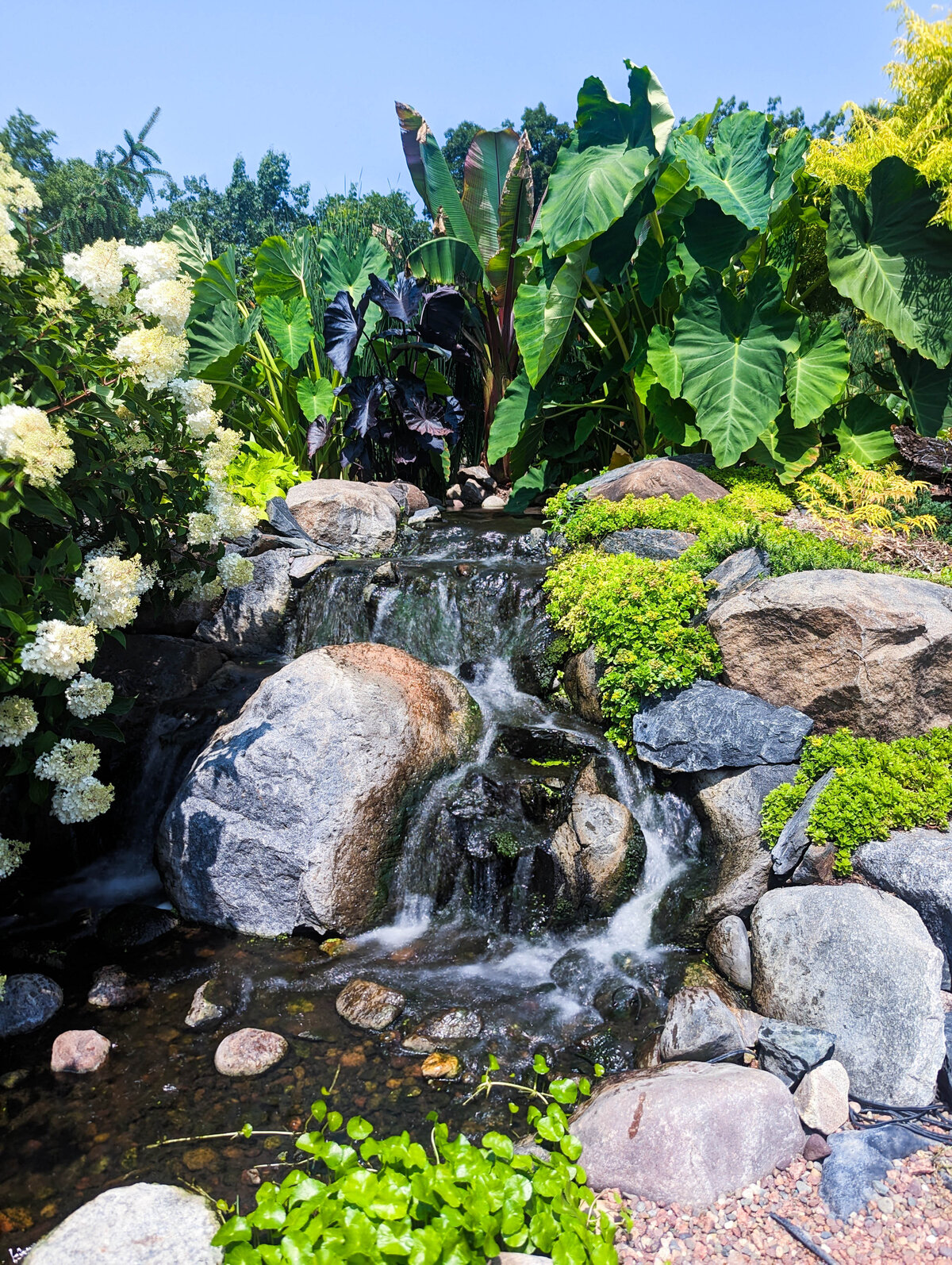 Flowing waterfall made with large natural boulders flowing into a water garden pond backed with tropical pond plants