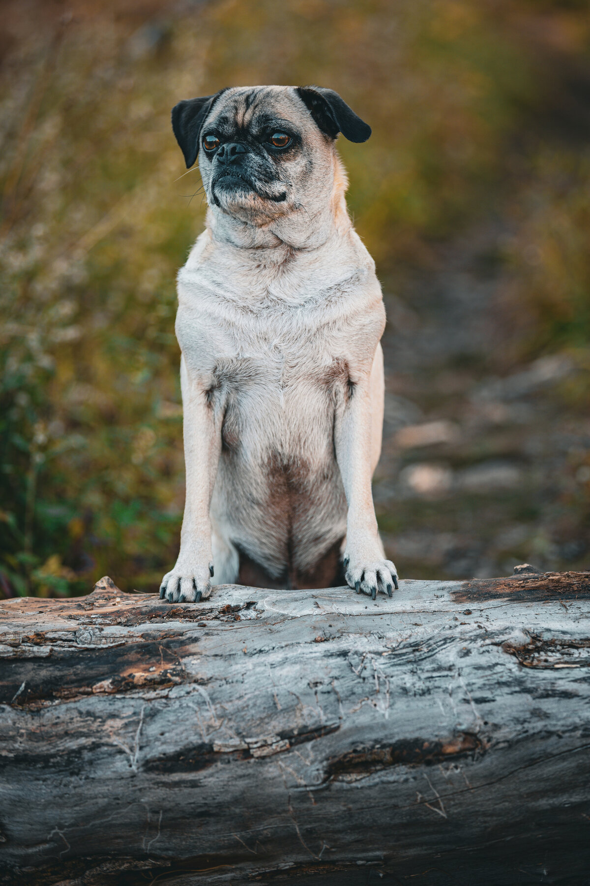 A fawn pug standing up on a log.