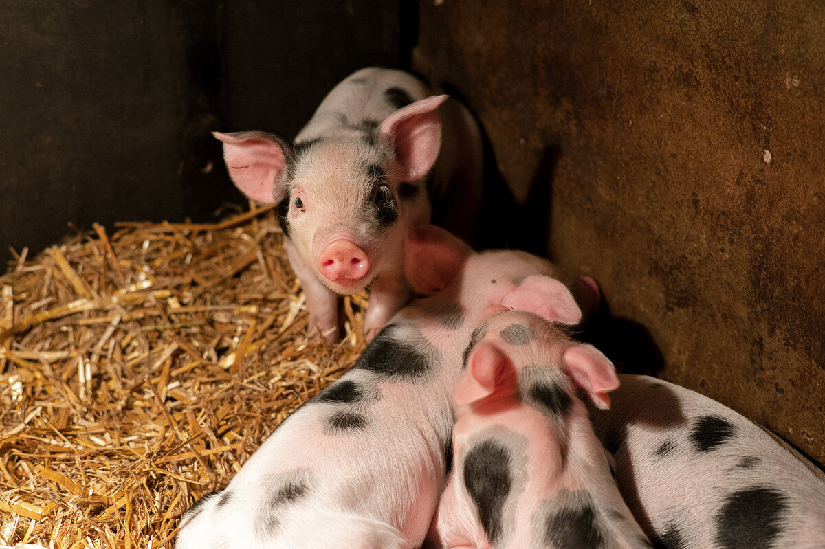 FotostudioFlora_Sengersbroek-15