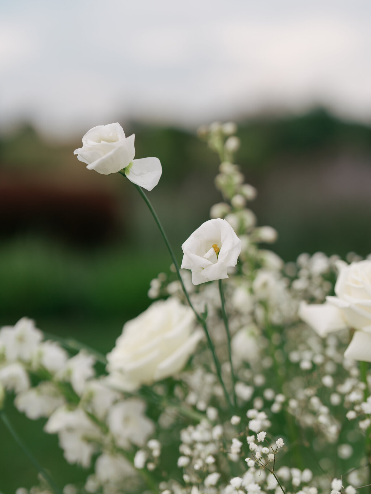 Early-Mountain-Vineyard-Wedding-by-Kiyah-C-Photography-Emma-Rye-348
