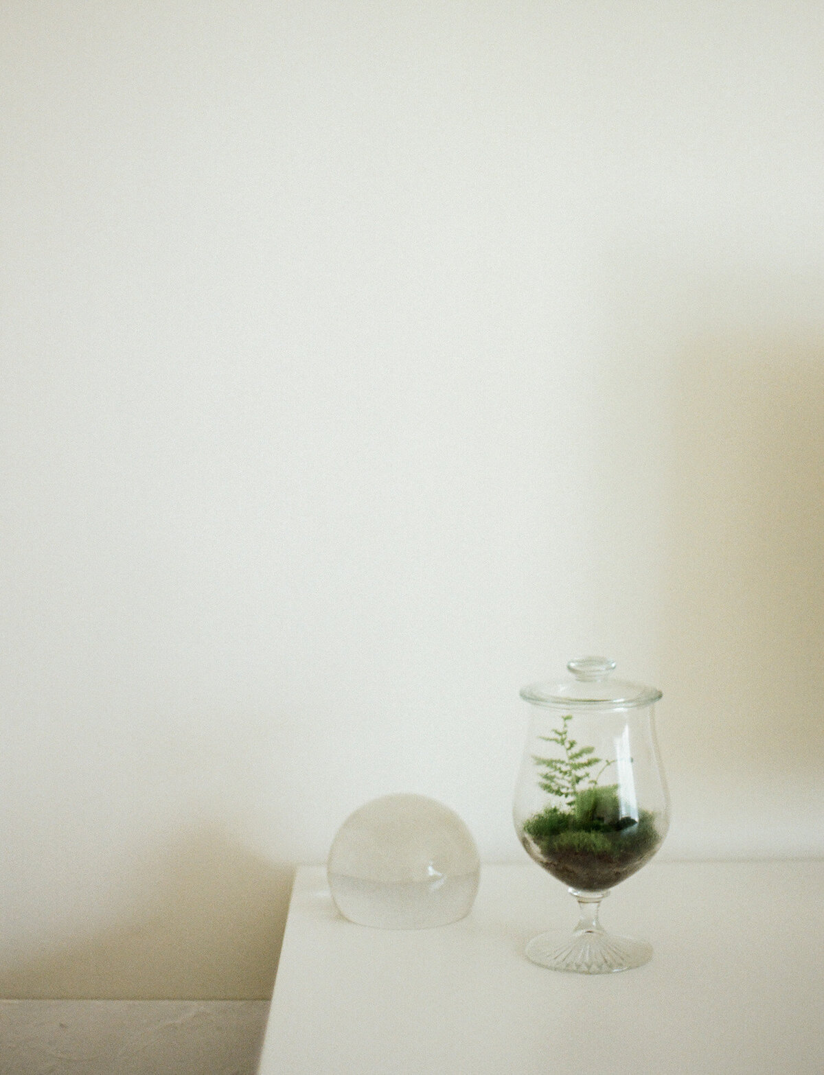 terrarium with moss and fern, glass dewdrop, interior branding photography details, film photo for candle company