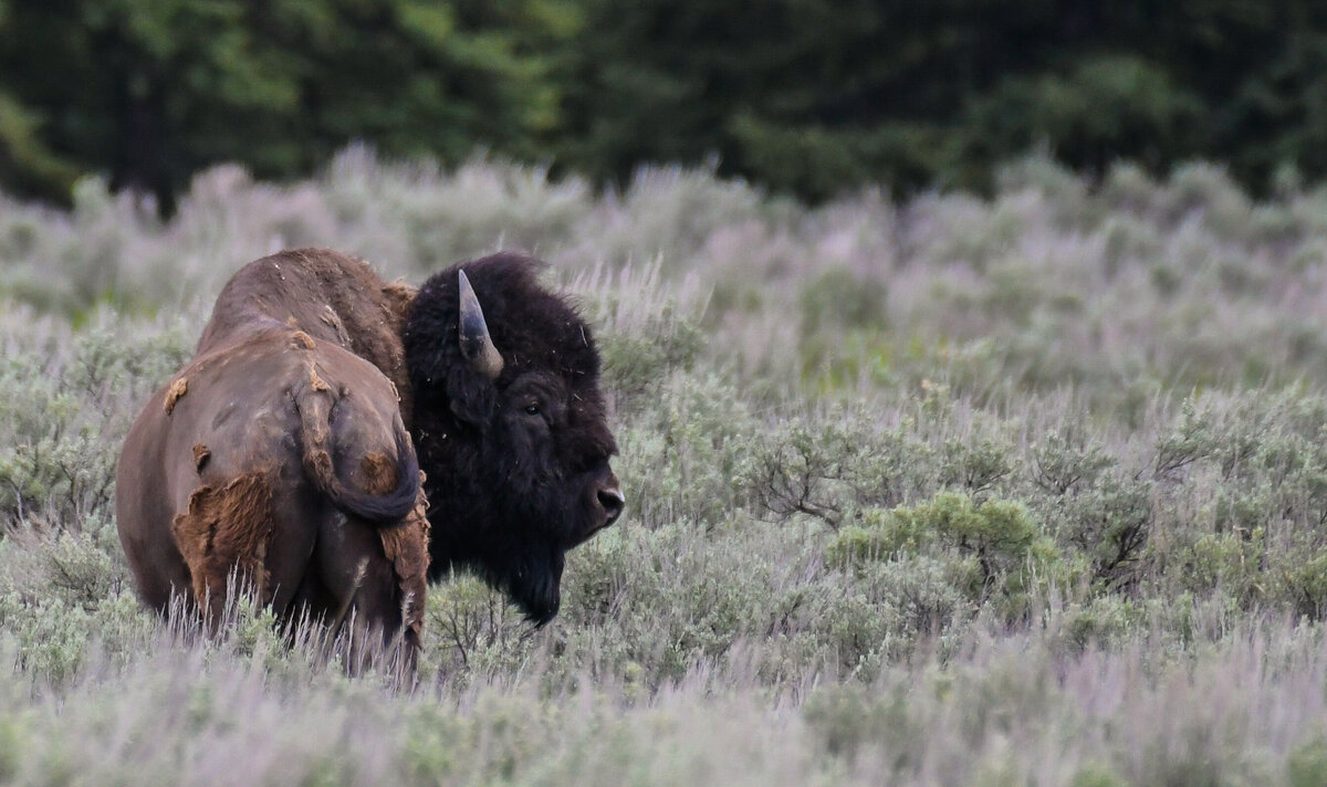 Bison 4