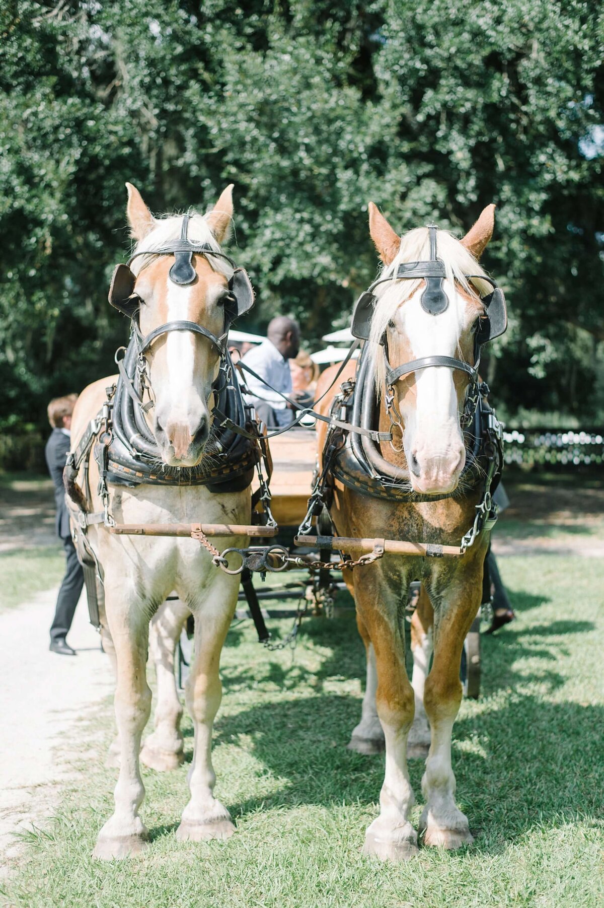 horses for wedding ceremony