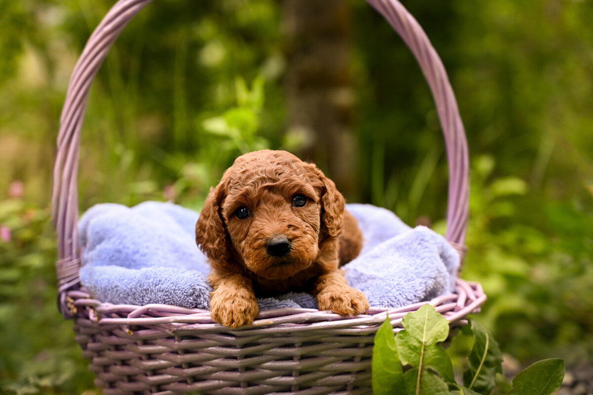 Heavenly Puppies to Love Cavapoo, Cockapoo, and Maltipoo Puppies Photo May 30 2024, 5 51 20 PM150