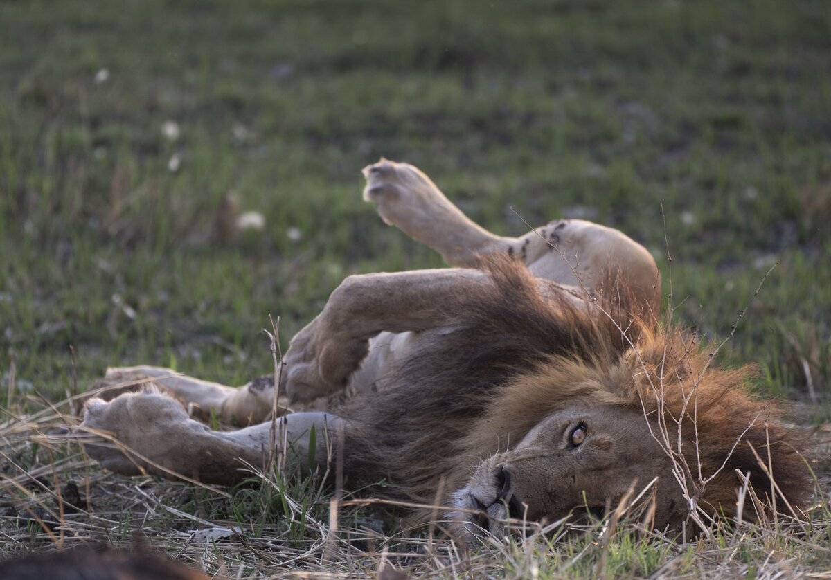 Lions in Okavango Delta in Botswana_By Stephanie Vermillion