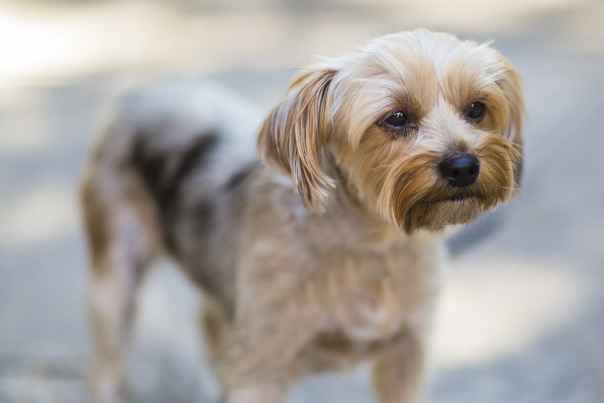 DC/Virginia dog photographer