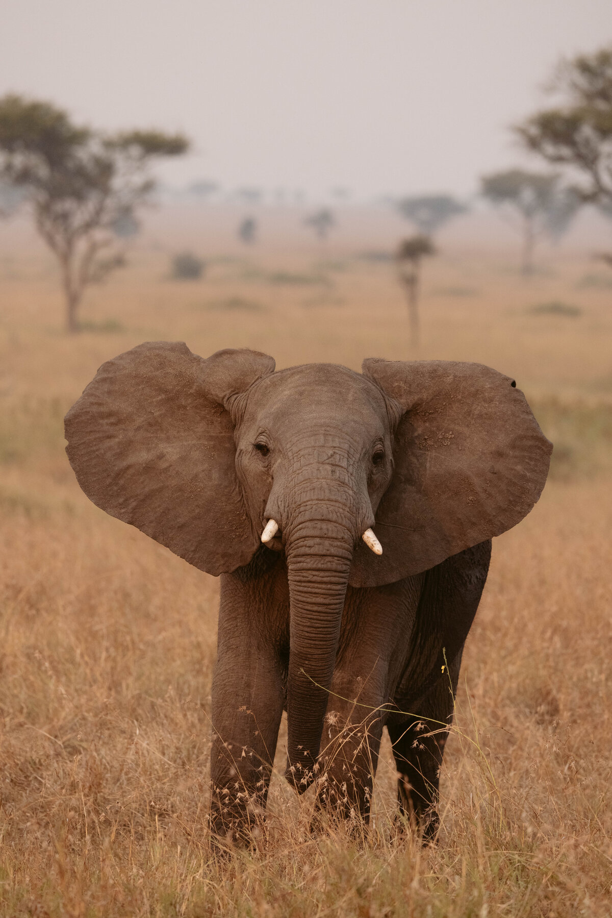 baby-elephant-serengeti-tanzania_3484