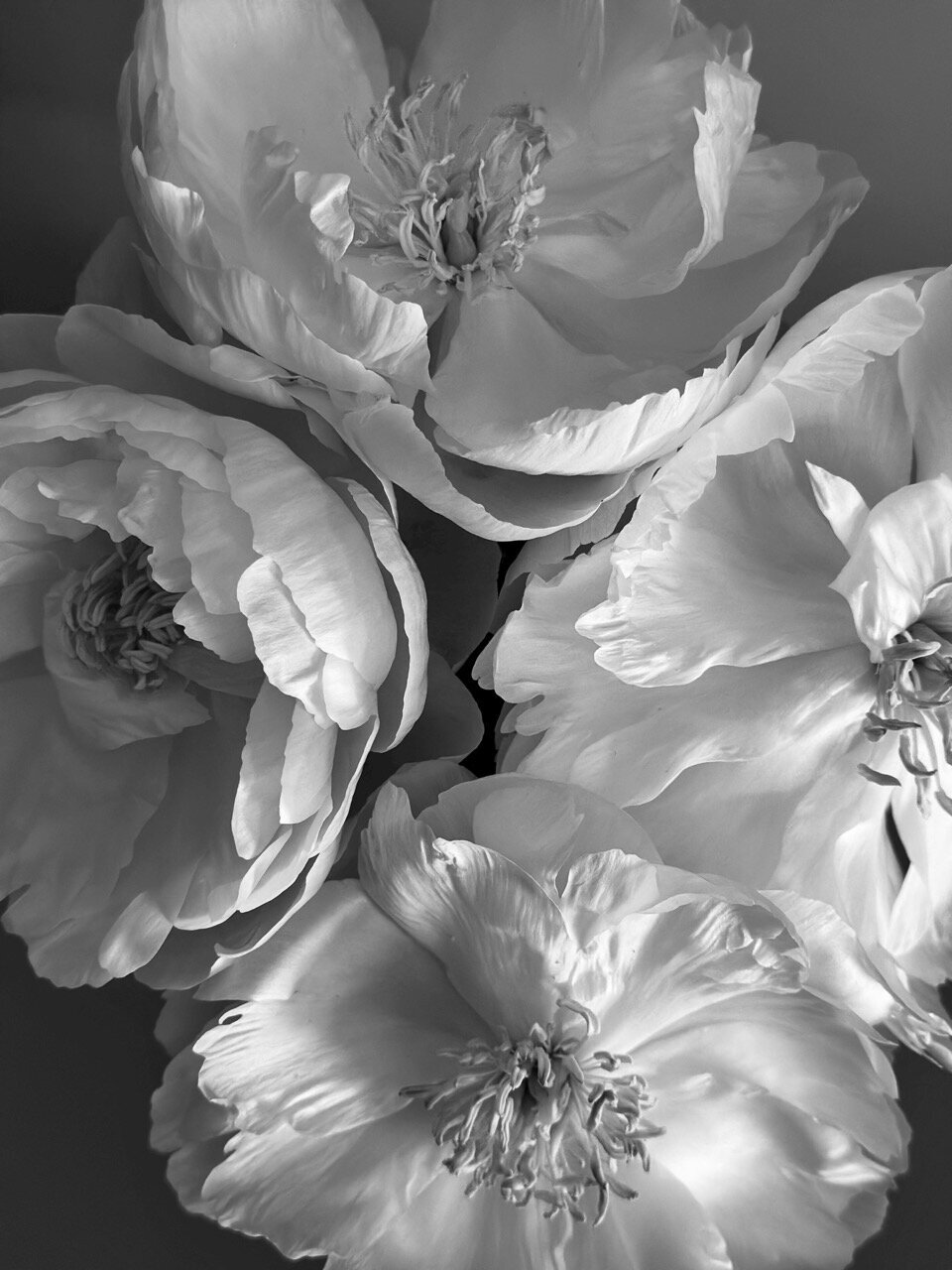 Studio Photographer 19
