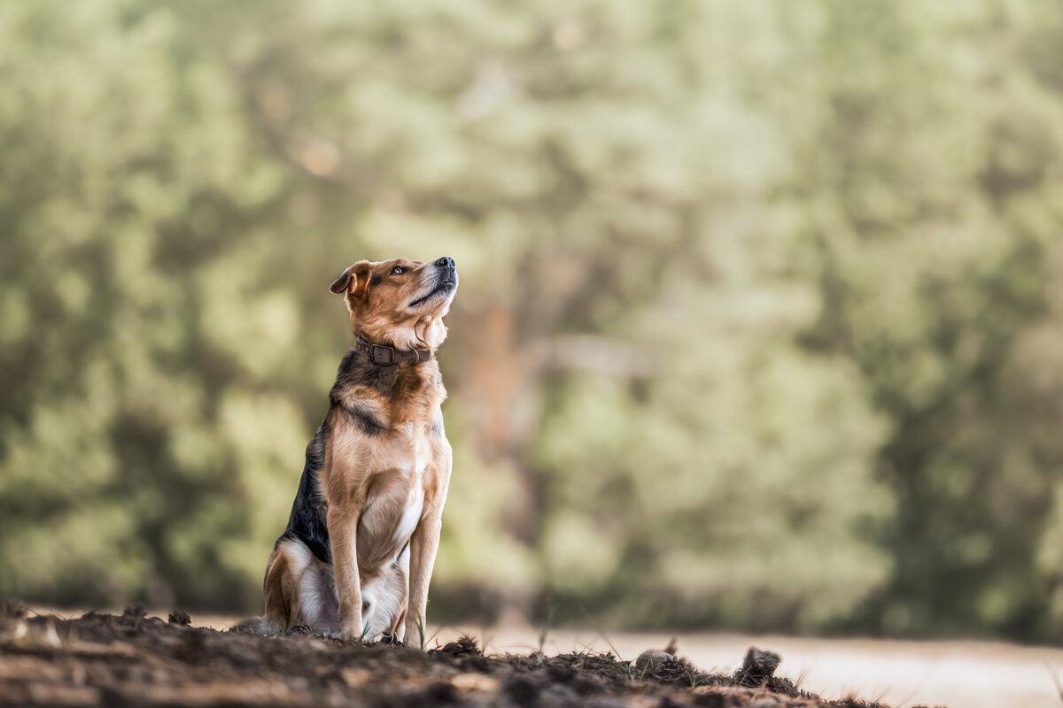 Hundefotografie-chemnitz-Tierfotografie-fotograf-Uhldingen-Bodensee-Hamburg-Dresden-Erfurt-Konstanz-23