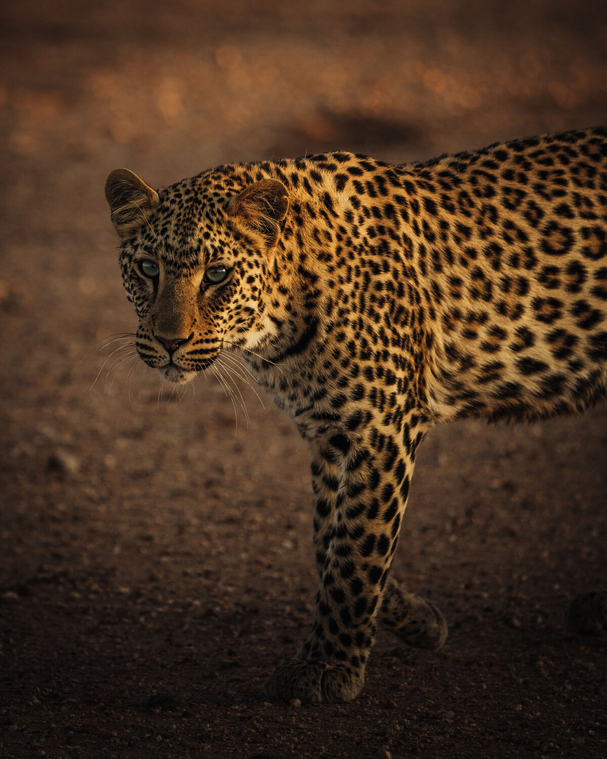 127_namibia_leopard_helloemilie