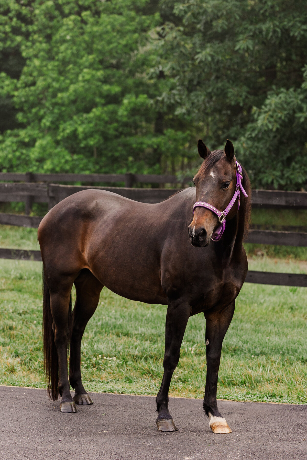 Equine Photographer in Richmond, Virginia
