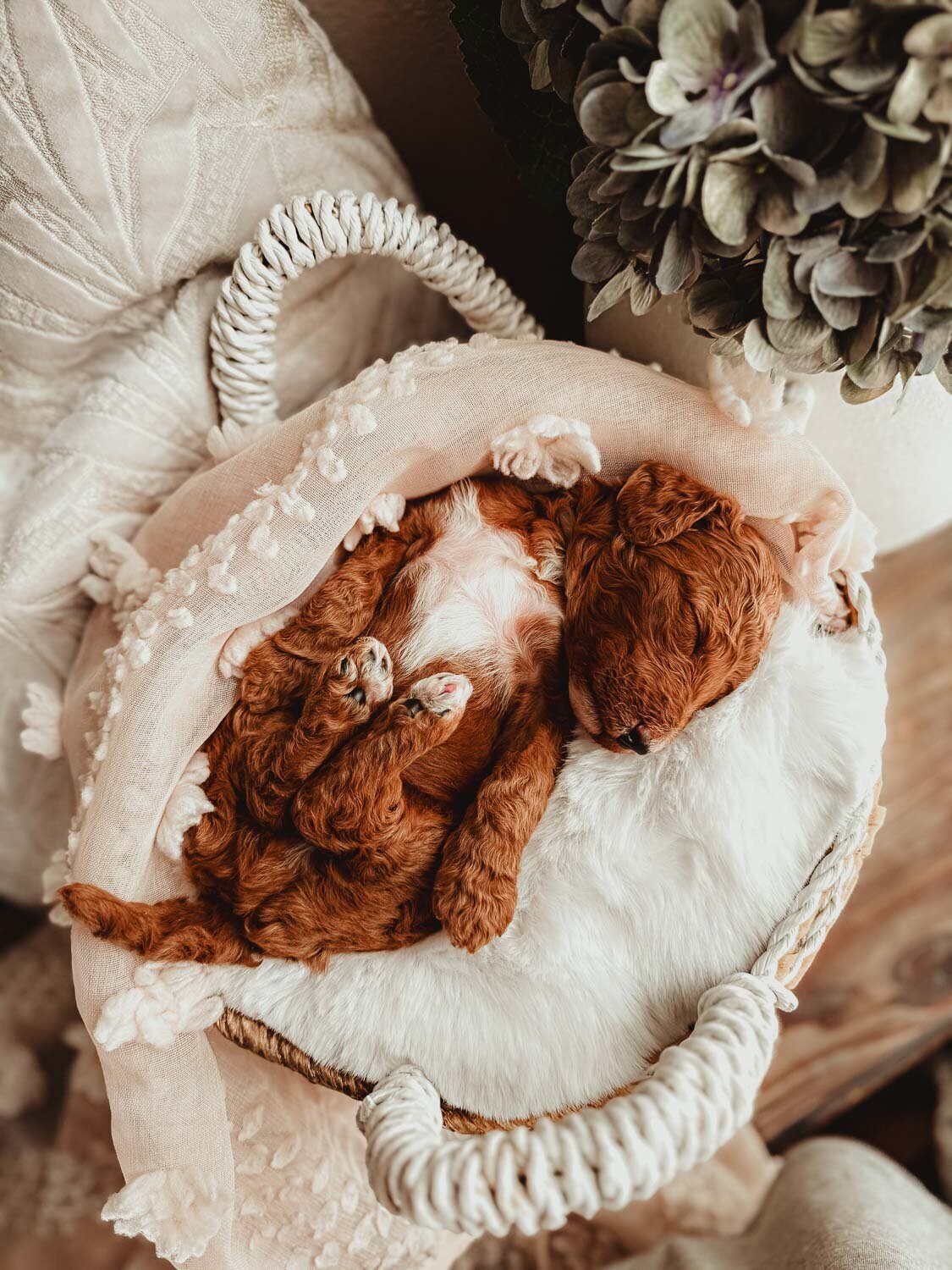 Le Fleur Poodle Puppies -11