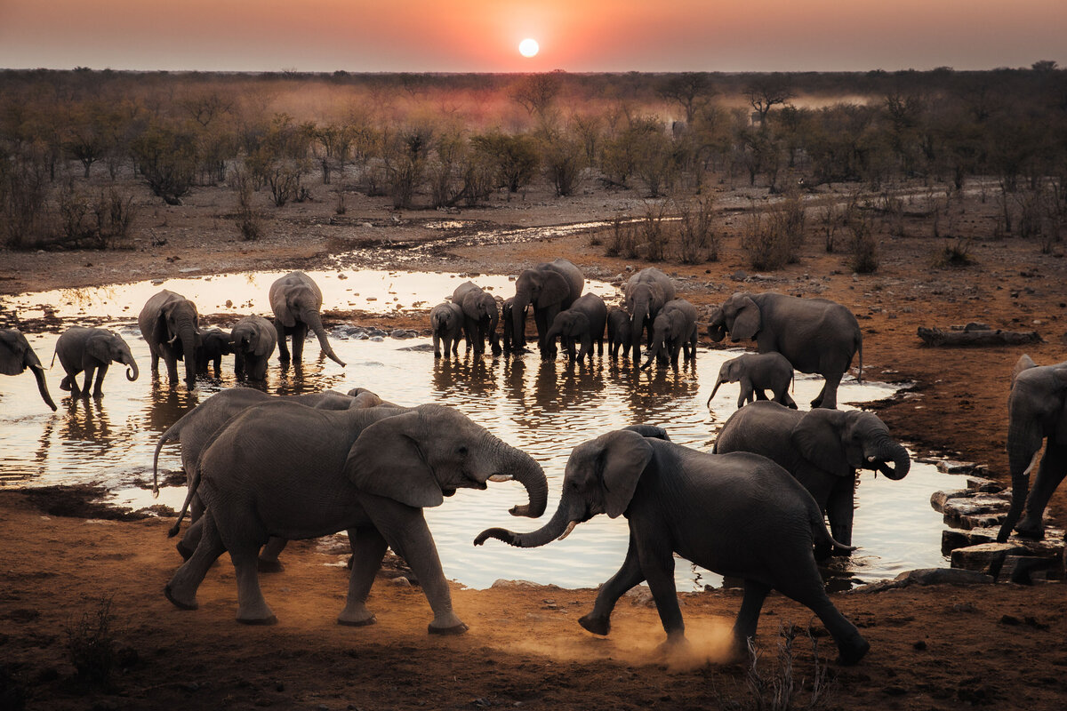 135_elephants_helloemilie