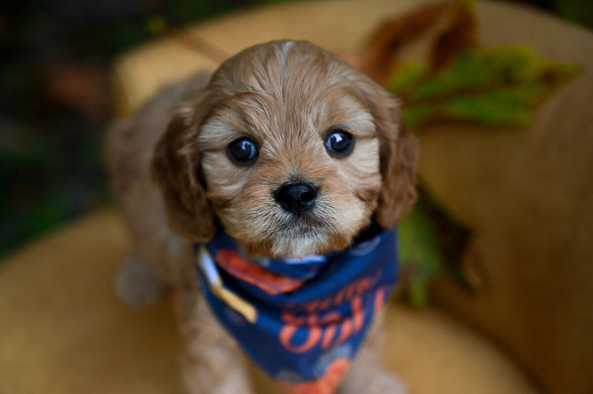 Heavenly Puppies to Love Cavapoo, Cockapoo, and Maltipoo Puppies Photo Oct 23 2023, 1 25 48 PM78