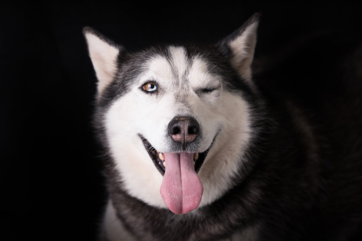 Pet Photographer Grand Junction -  026