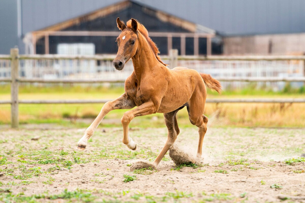 Veulenfoto gemaakt door Cheyenne Vlottes (1)