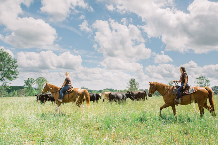 Girls horseback riding in a north Georgia open  range with cattle.
