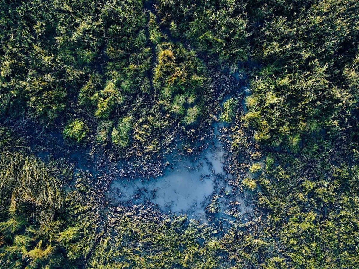 Strukturreiche Drohnenaufnahme einer Moos- und Sumpflandschaft in Kärnten – detailreiche Naturaufnahme vom Fotograf Atelier Schulte. Spezialist für professionelle Landschaftsfotografie in ganz Österreich mit Fokus auf besondere Lichtstimmungen und natürliche Texturen.