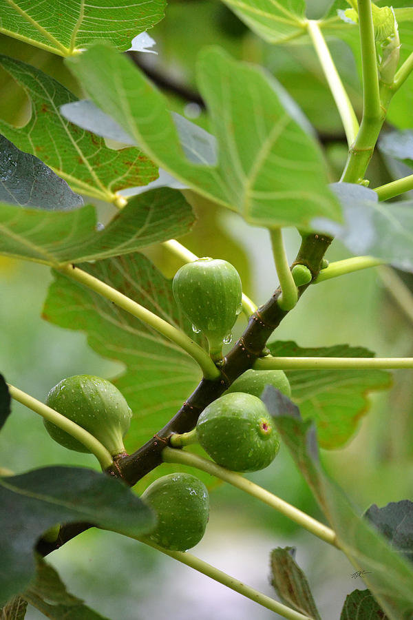 abundance-brown-turkey-figs-rd-erickson