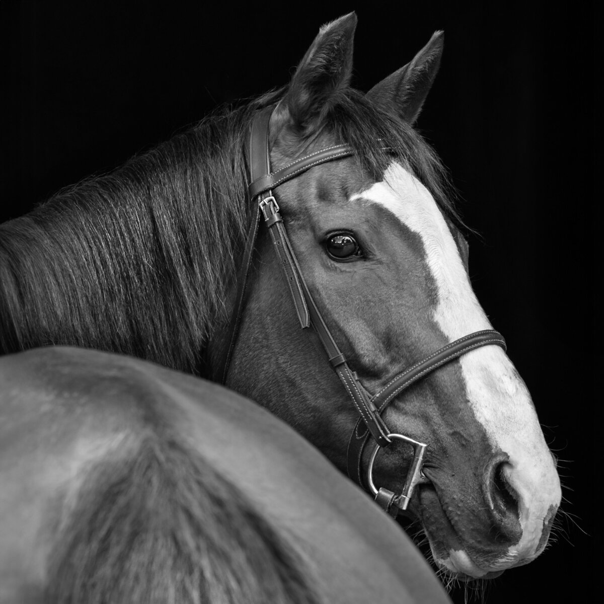 Equine-Portraits-Wallingford-CT-7