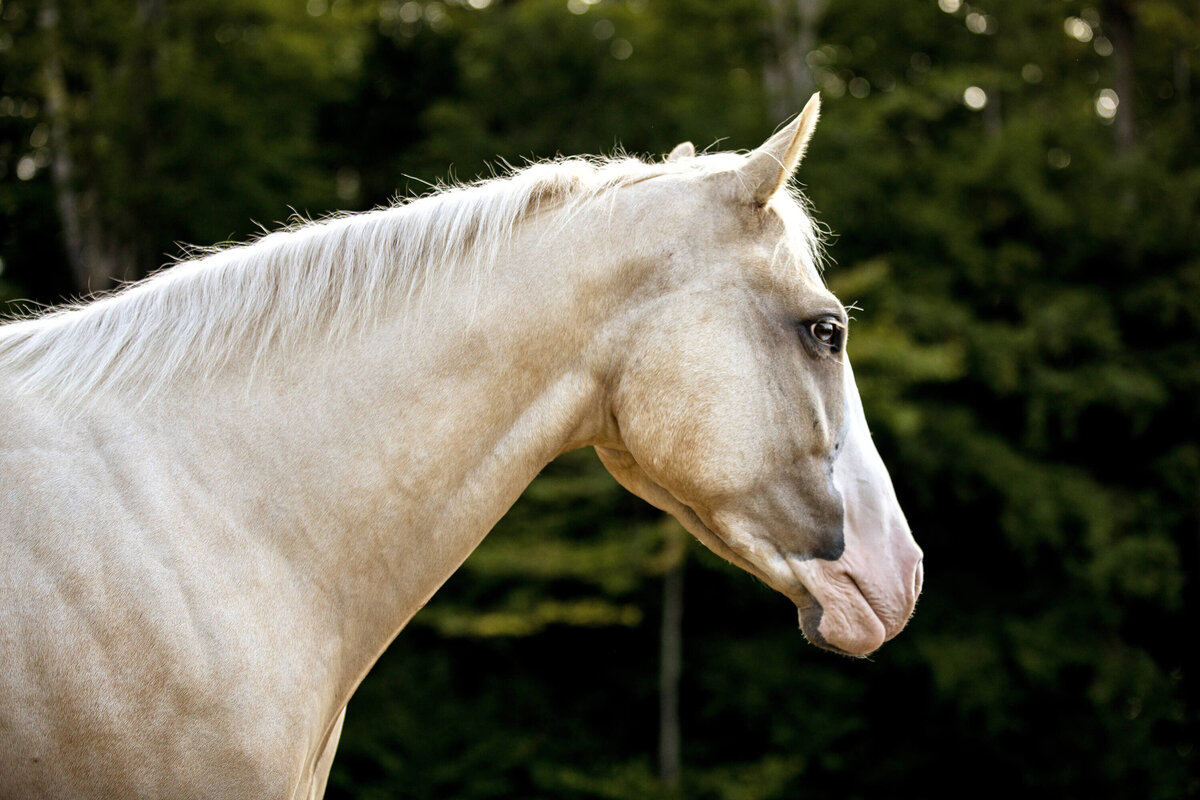 equine-photography-saratoga-springs-ny