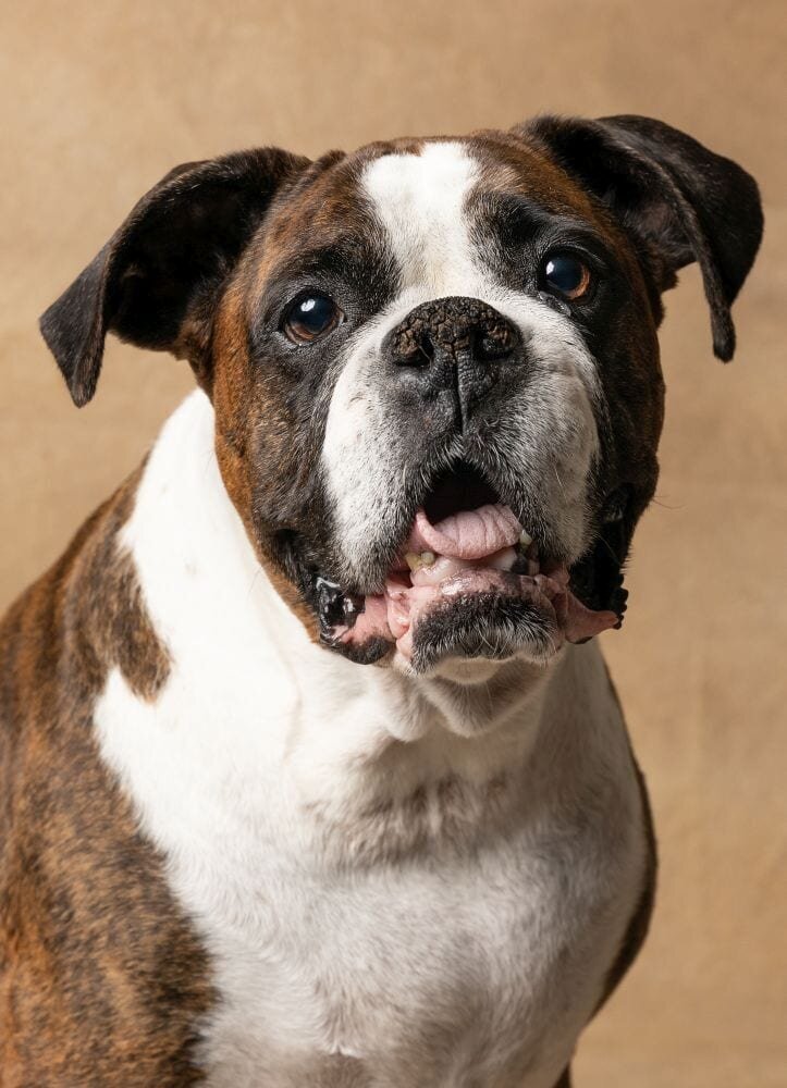 lilla-bordas-portraits-tampa-DOG-photographer1430_1