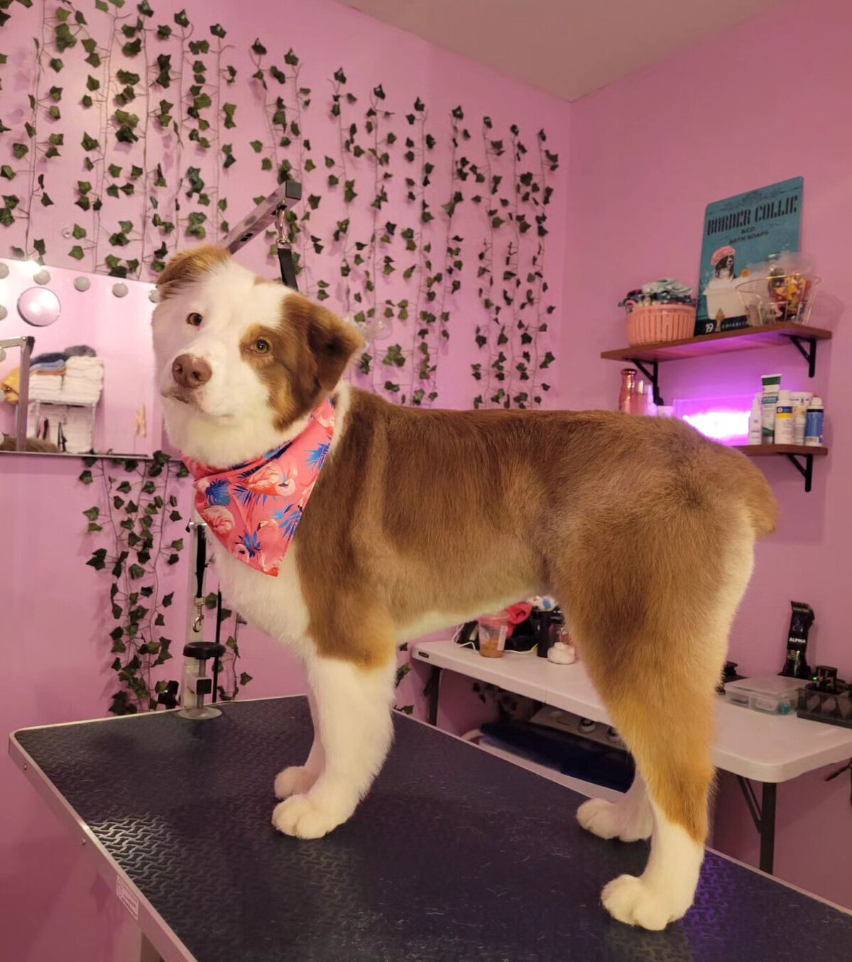 Hill Family Groomers copy