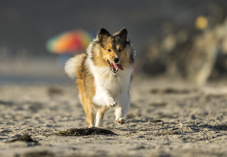 beach-action-photo