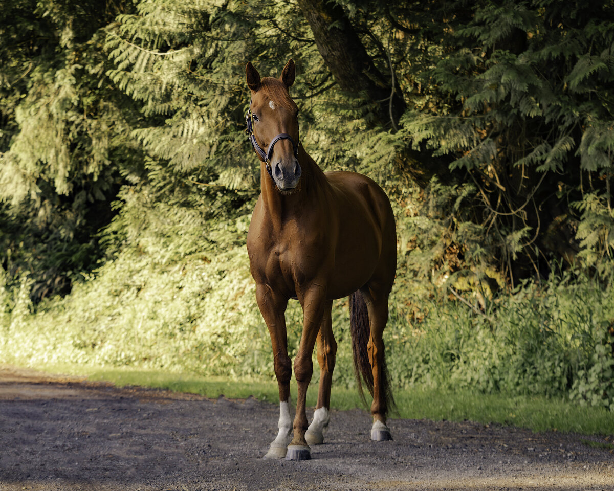 seattle-equine-photographer-3