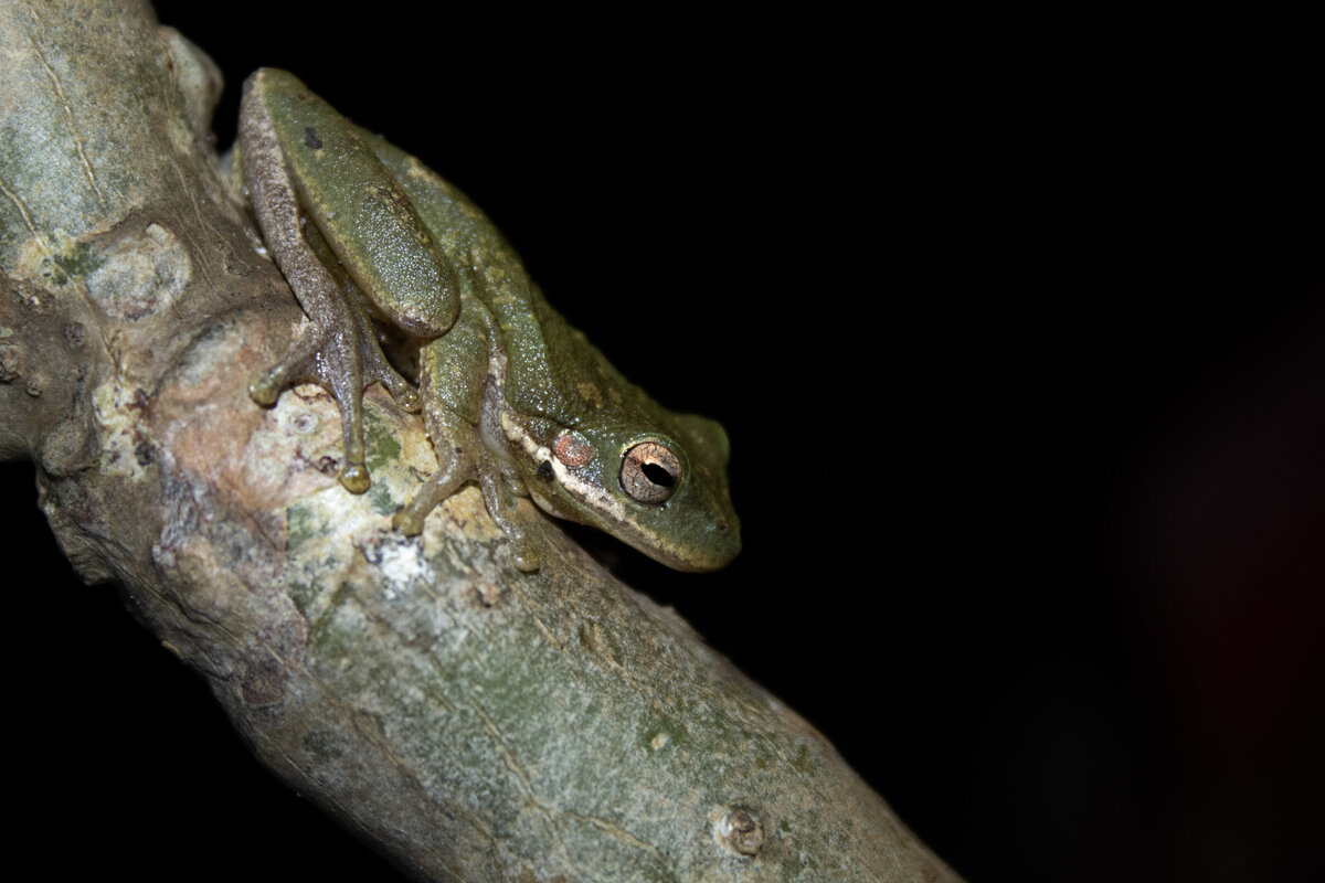 frog