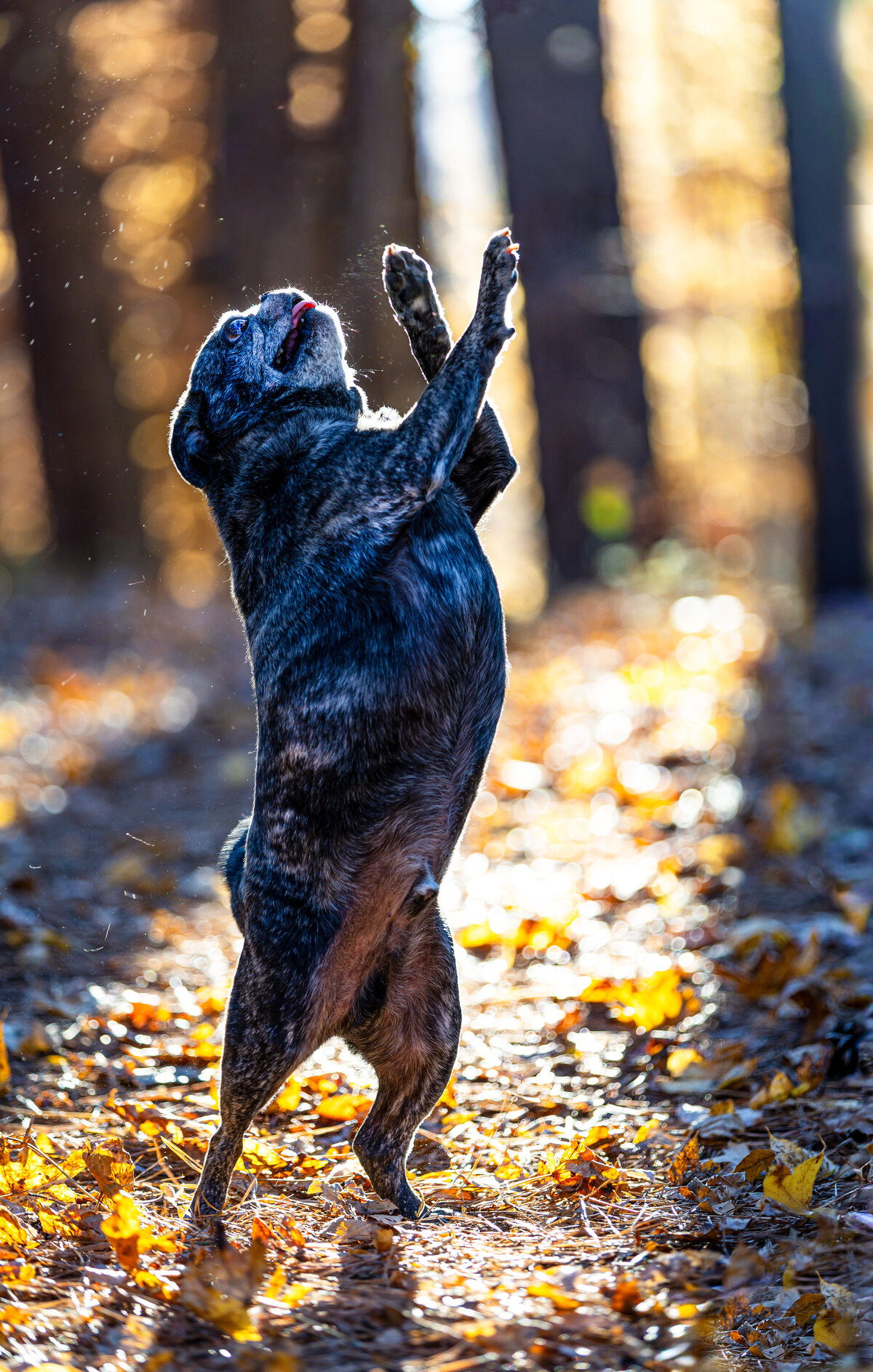 A brindle pug reaching towards the sky in Durham, North Carolina.