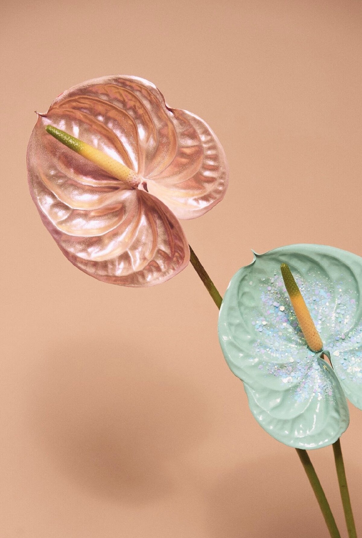 Anthurium peintes