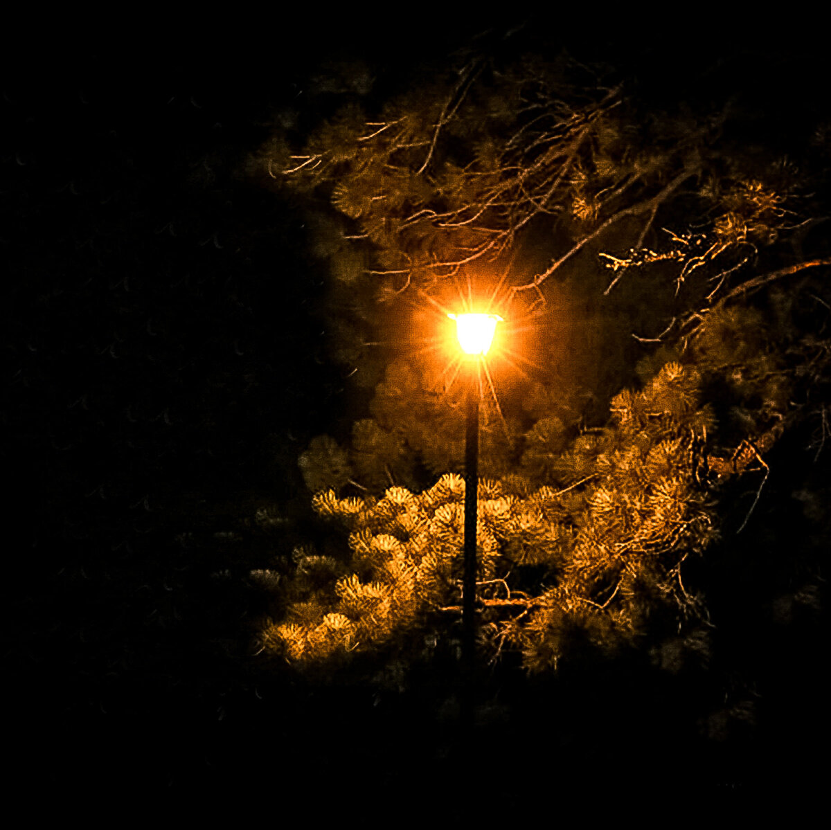 Lamplight-in-the-Woods 1-2 4x4- LES