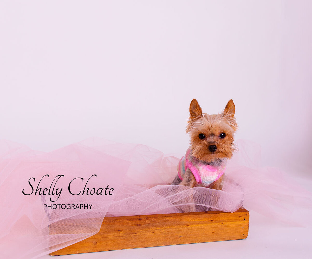 Soldotna-Alaska-Dog-Photography