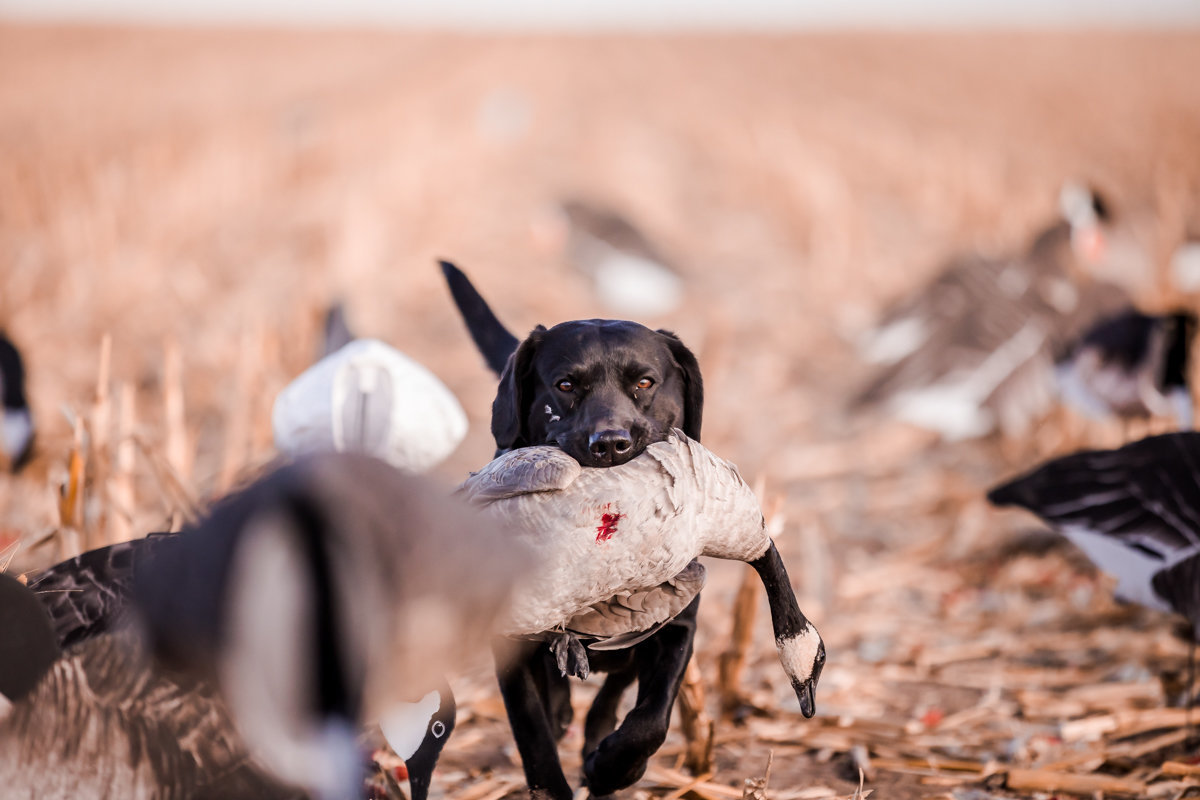 lab retrieving goose