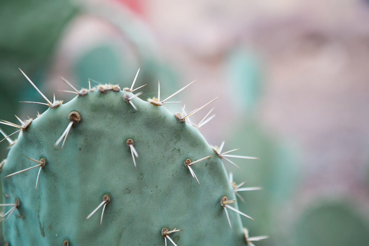 Austin Family Photographer, Tiffany Chapman Photography macro of cactus photo
