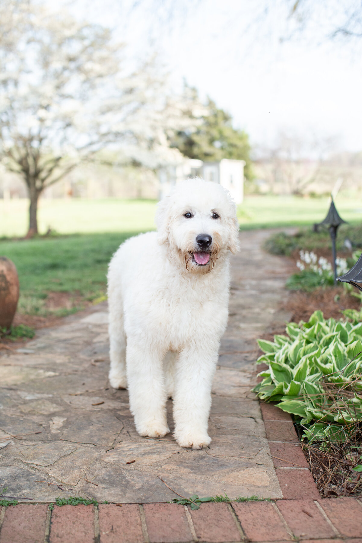 Misty's Puppy-4
