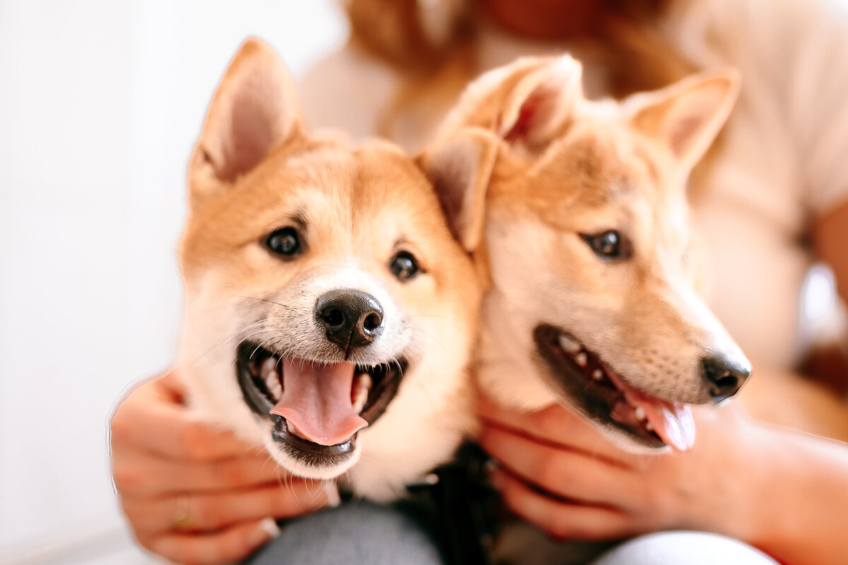 shibas-880