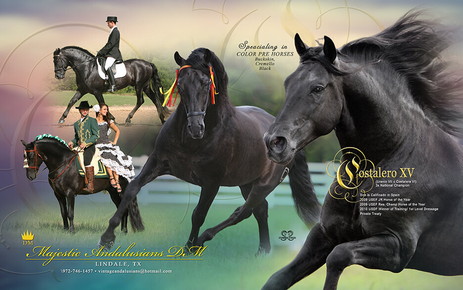 PRE horse black andalusian stallion ad design